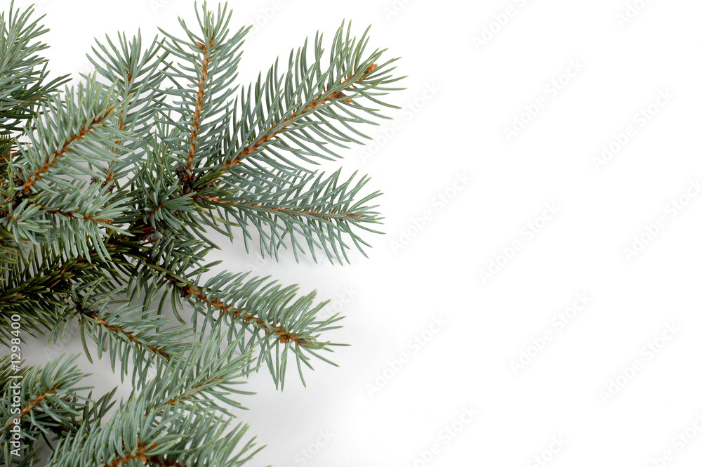 blue spruce bough