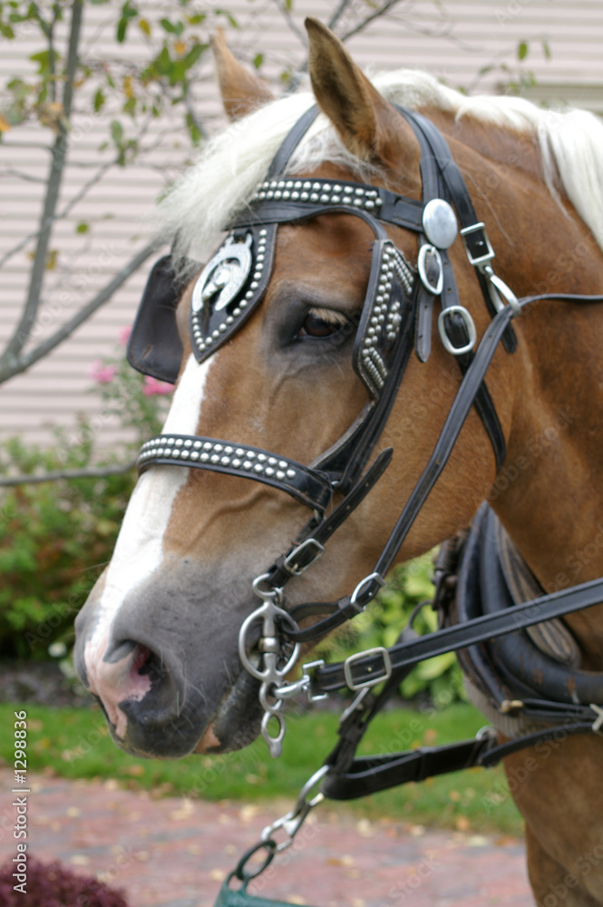 Fototapeta premium carriage ride