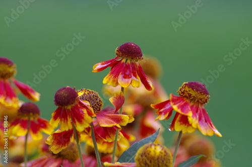 chrysanthemum photo