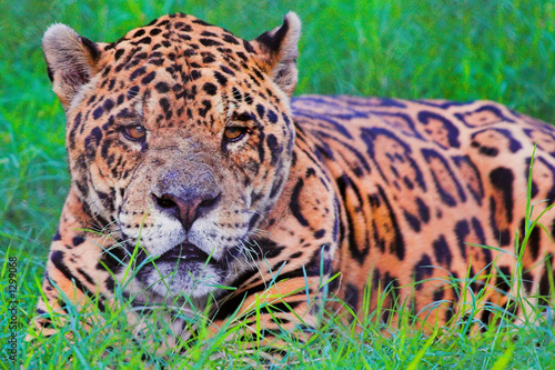 brazilian jaguar