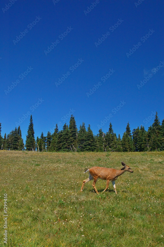 deer in a meadow