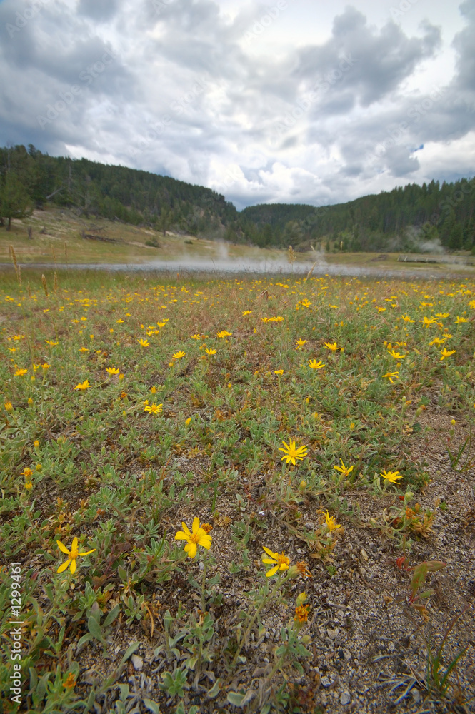 Obraz premium yellowstone geyser