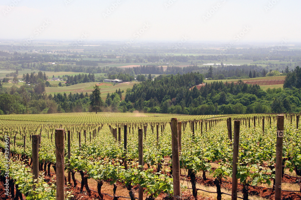 young vineyard rows