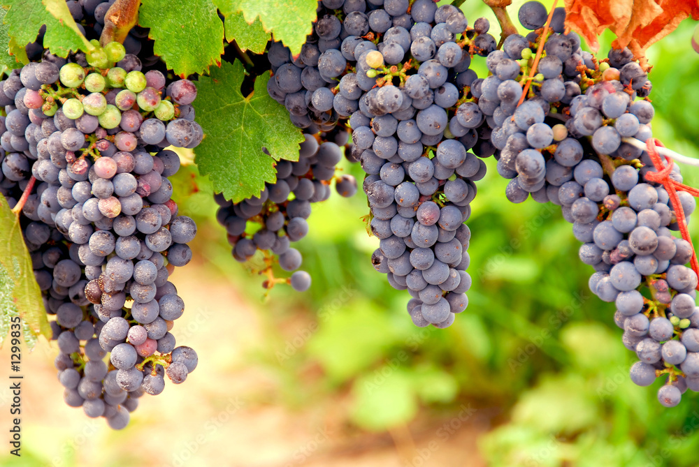 Fototapeta premium red grapes