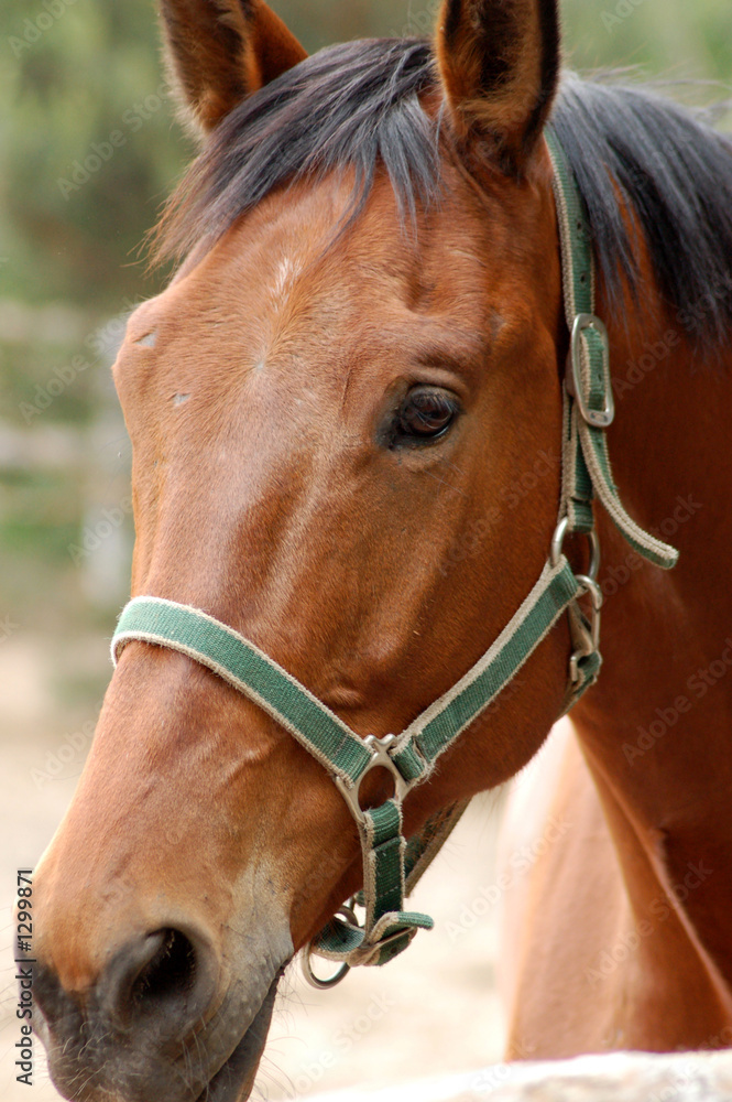 horse #4 horse #4
