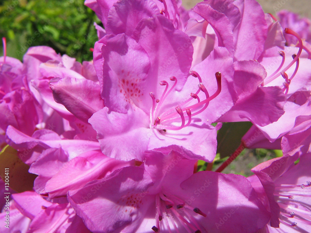 lila rhododendron lila rhododendron