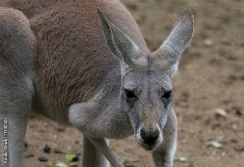 jeune kangourou