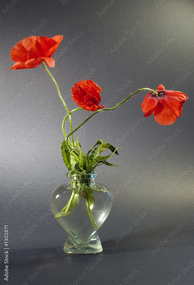 Obraz premium poppys