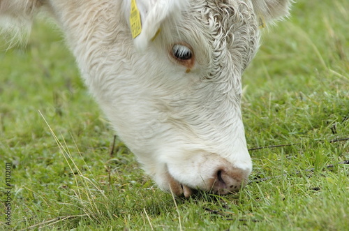 bull