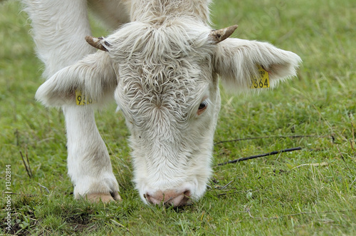 bull