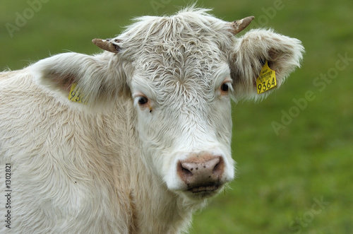bull
