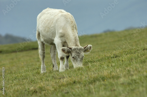 bull