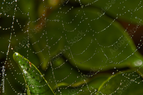 spider's web with dew drops.