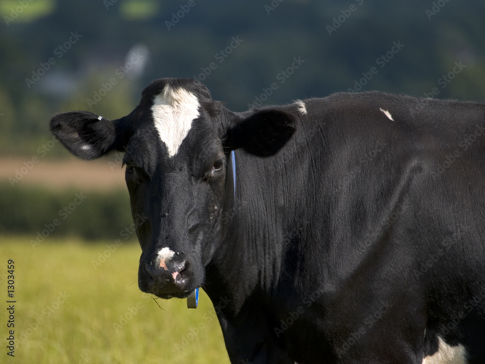 dairy cow