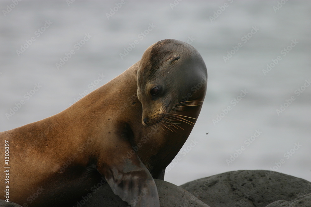 Naklejka premium sea lion in galapagos islands