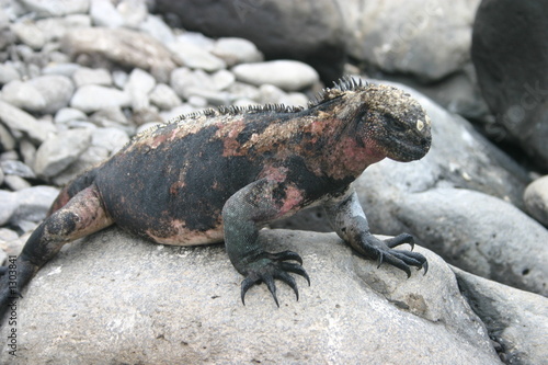 sea iguana in galapagos islands