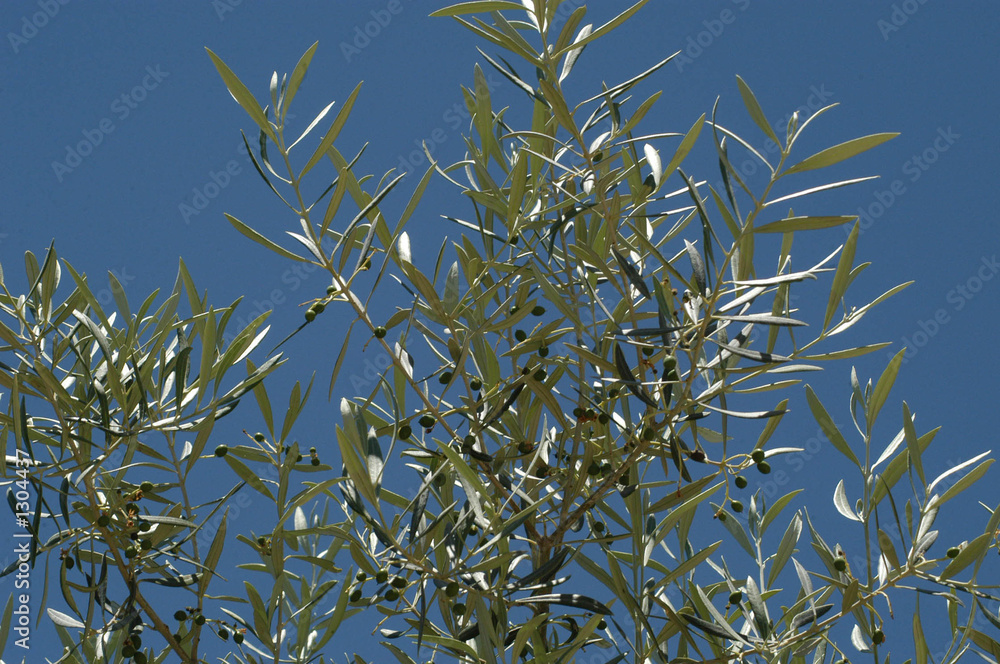 custom made wallpaper toronto digitalhojiblanca-11