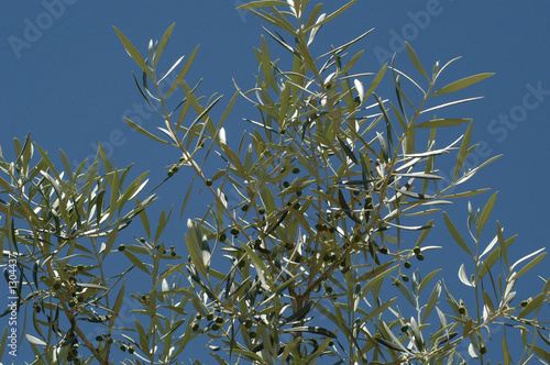 Wallpaper Mural hojiblanca-11 Torontodigital.ca