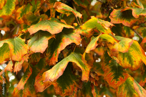 changing colours