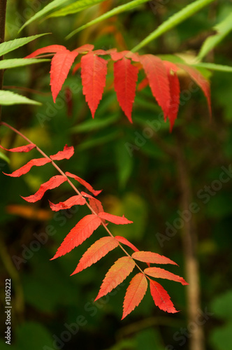 autumn leaves