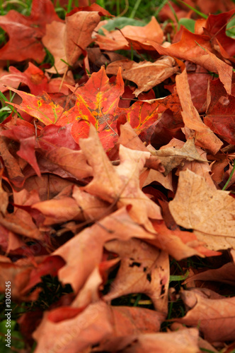 autumn maples