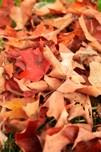 autumn maples