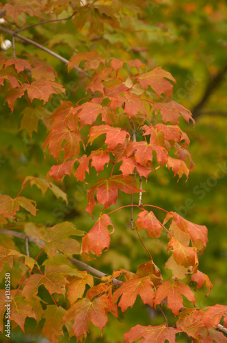 autumn maple