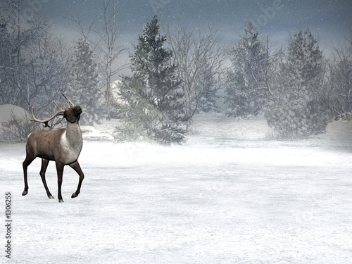 winter wonderland, xmas