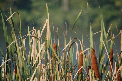 cat tails habitat photo