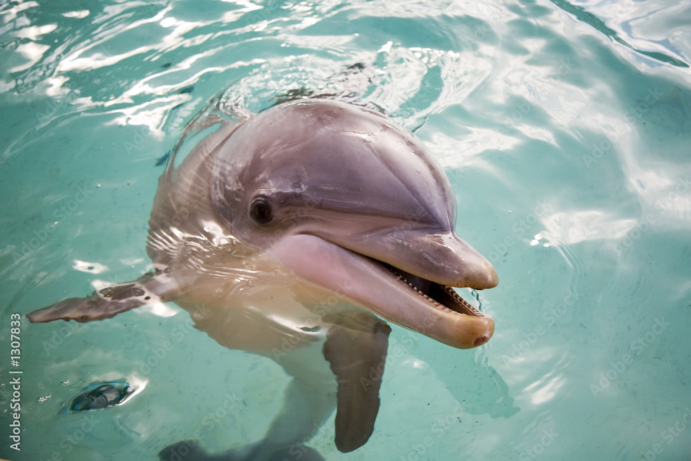 Obraz premium dolphin