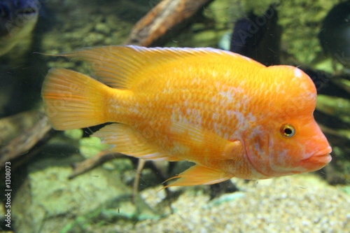 cichlasoma labiatum, tropical fish