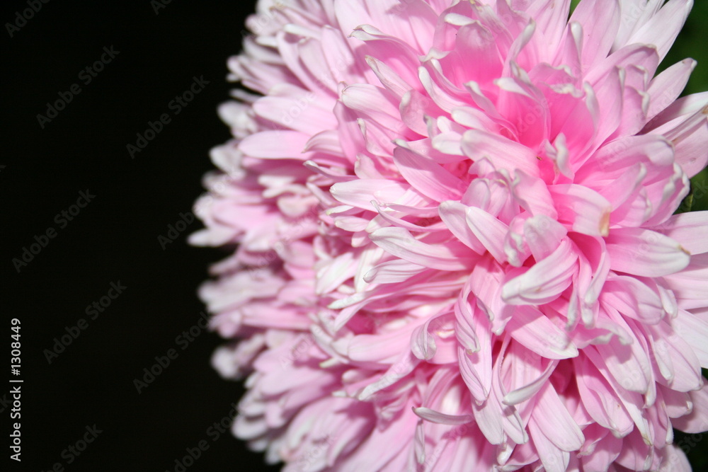 aster aster