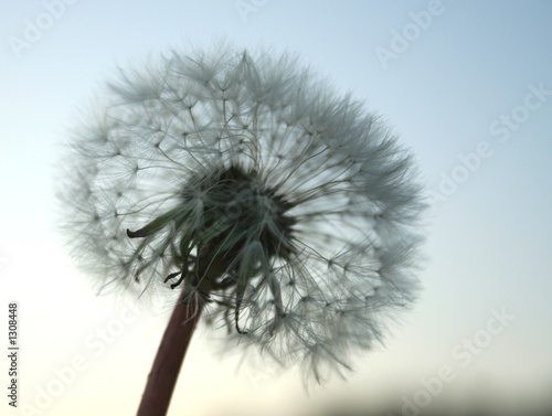 light blowball