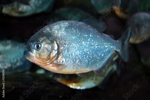 piranha