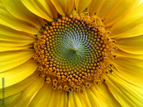 sonnenblume photo