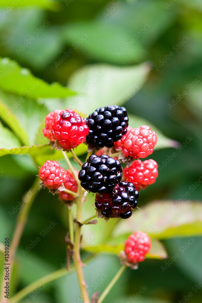 blackberry blackberry