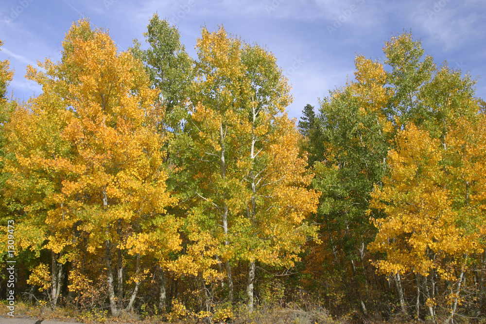 Naklejka premium fall colors