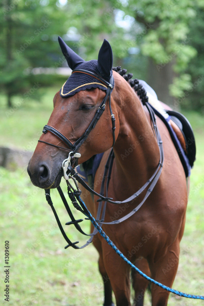 Fototapeta premium horse