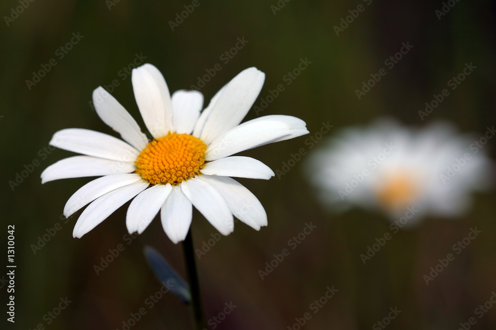 Obraz premium marguerite