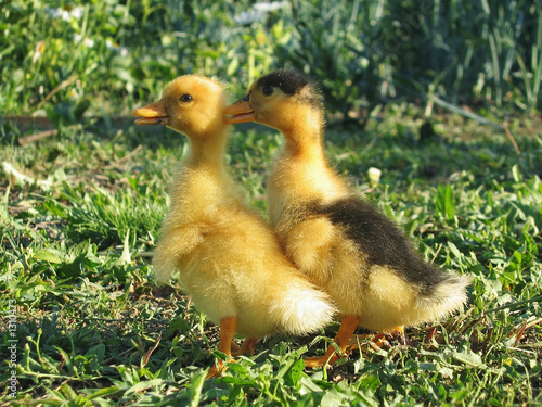 sweet couple duck