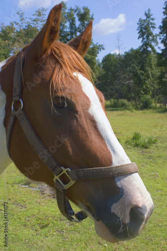 horse © Guy Sagi