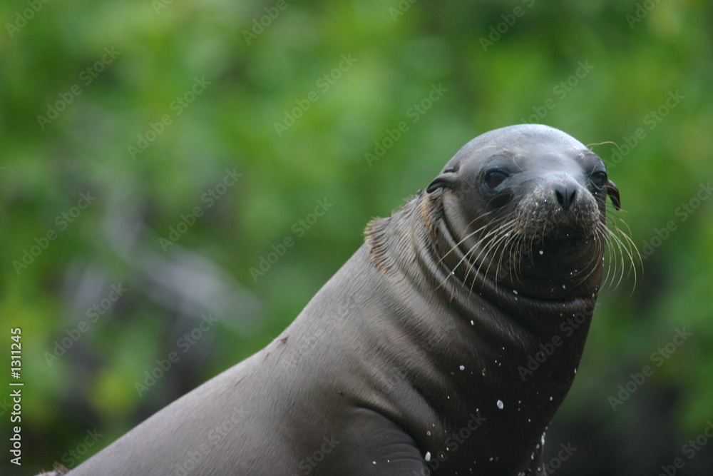 Naklejka premium galapagos sea lion