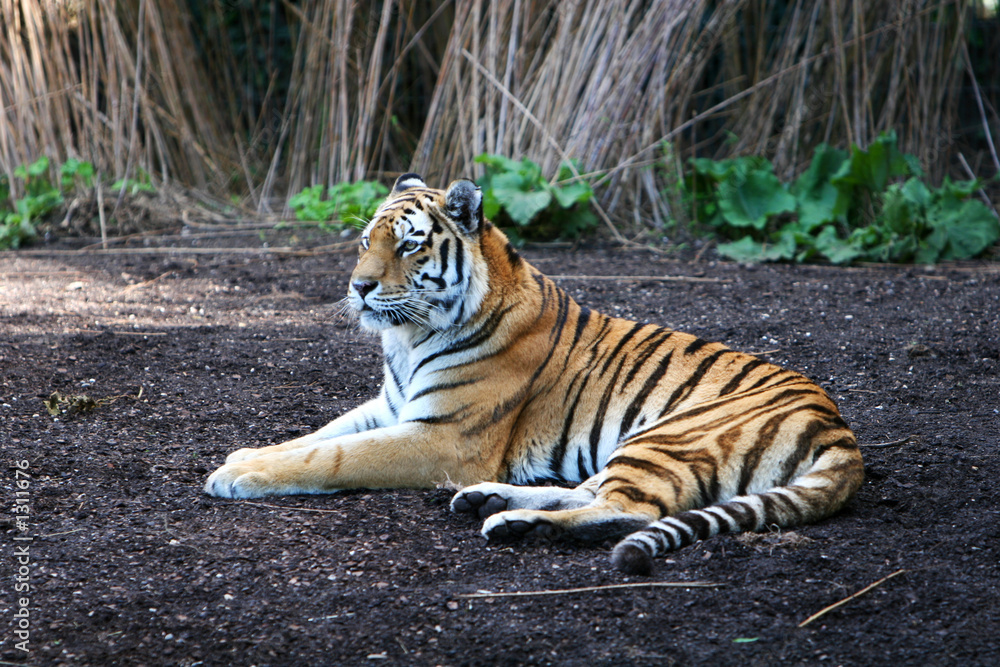 Obraz premium striped terror