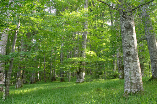 green beech (fagus sylvatica) wood