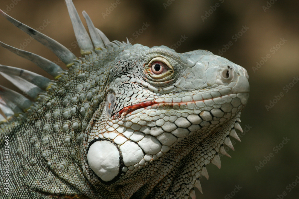 Fototapeta premium iguana
