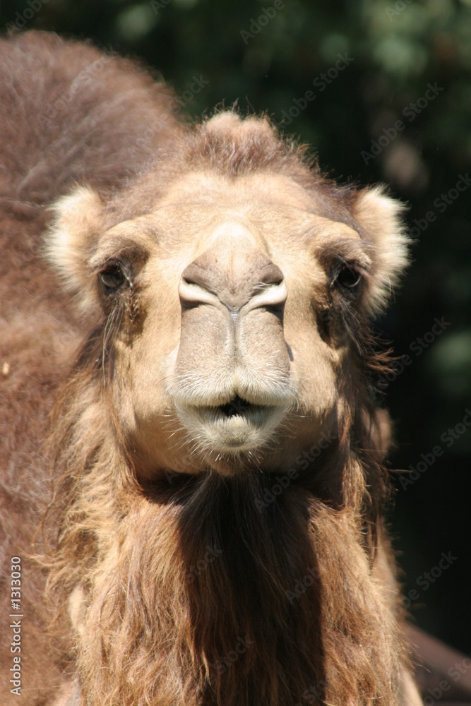 Fototapeta premium camel