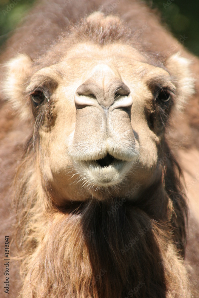 camel