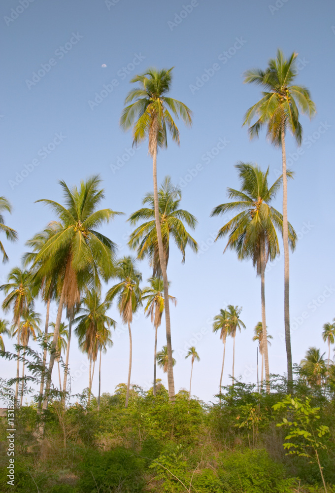 coconut palm trees (cocos nucifera)