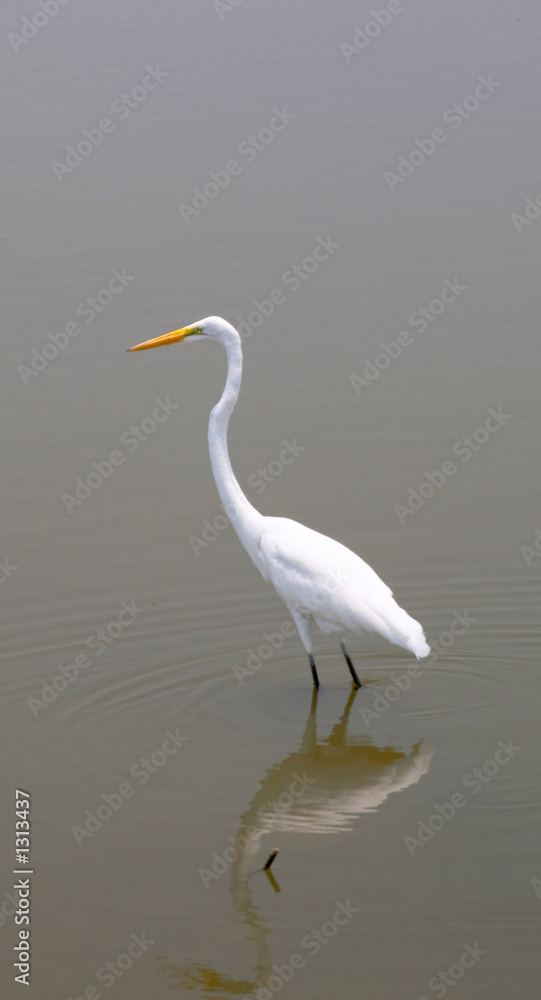 white heron (ardea herodias) white heron (ardea herodias)