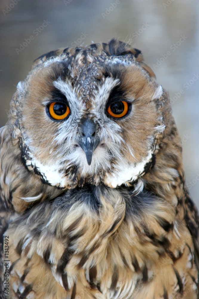 Fototapeta premium owl